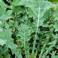 White Russian Kale Seeds - Heirloom NON-GMO Brassica oleracea, Nutrient-Rich, Easy to Grow, Cool Weather Garden Seeds