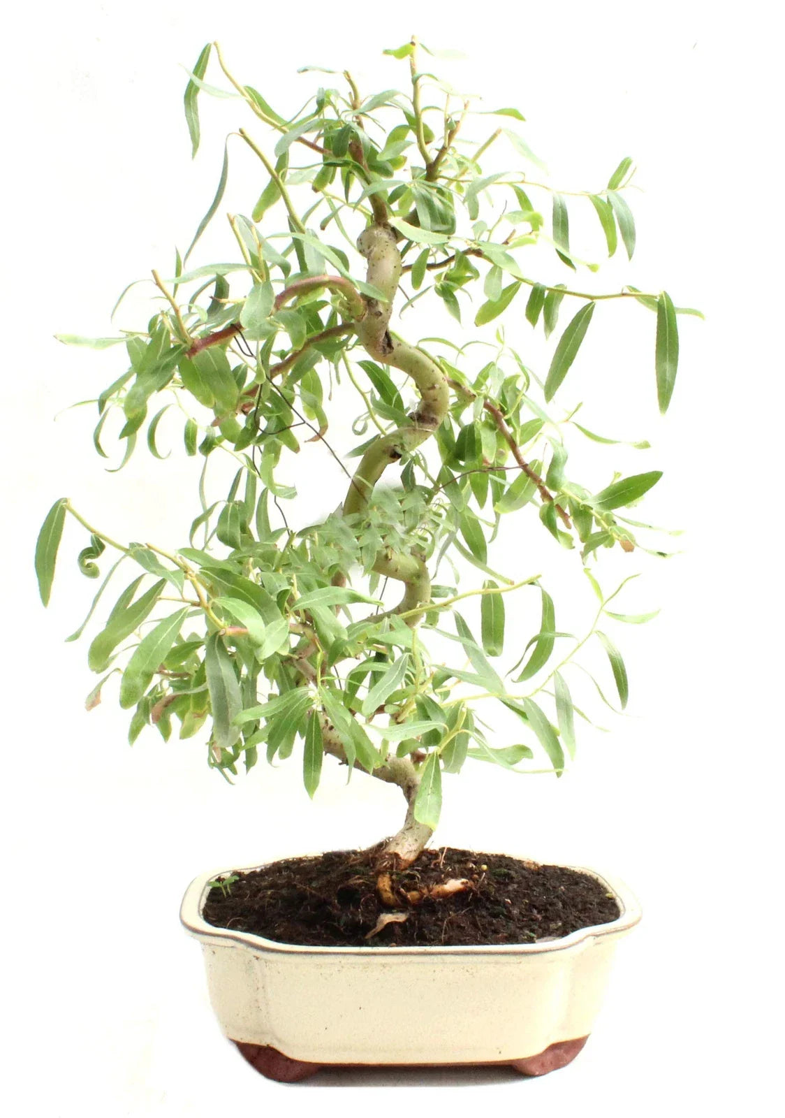 Dwarf Japanese Curly Willow Tree Cutting | Fast-Growing Salix Matsudana 'Crispa' | Bonsai & Indoor Outdoor Plant