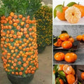 Dwarf Orange Seeds for Planting - 10 Citrus reticulata Hardy Fruit Tree Seeds for Small Gardens & Containers