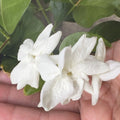 Arabian Sambac Jasmine Plant, 4-Inch Pot, White Fragrant Flowers, Jasminum sambac, Indoor Outdoor Garden Plant