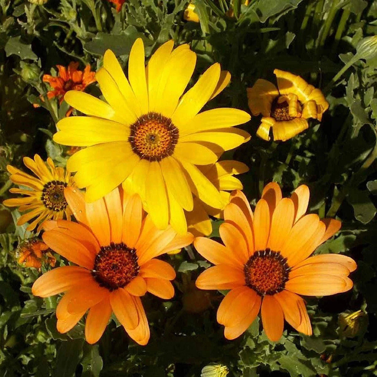 African Daisy Wildflower Seeds 1/4 Lb - Dimorphotheca Sinuata - Everwilde Farms