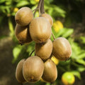 Set of 2 Hardy Kiwi Plants - 4-6 Inch Rooted Actinidia arguta for Home Garden, Edible Landscaping