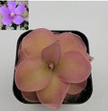 Bare-Root Pinguicula pirouette Carnivorous Plant, Butterwort with Rosette, Indoor or Outdoor, Easy Care