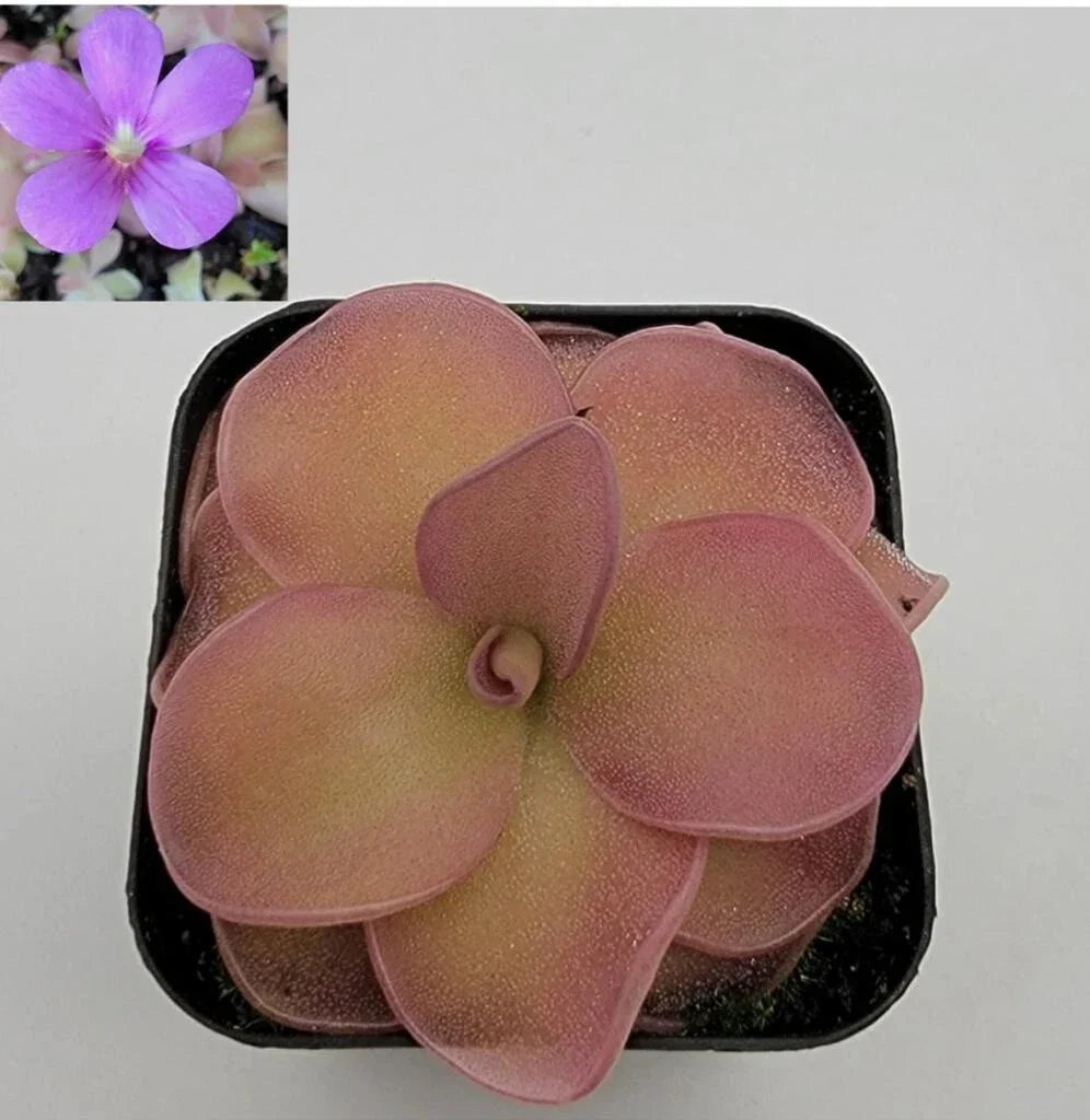 Bare-Root Pinguicula pirouette Carnivorous Plant, Butterwort with Rosette, Indoor or Outdoor, Easy Care