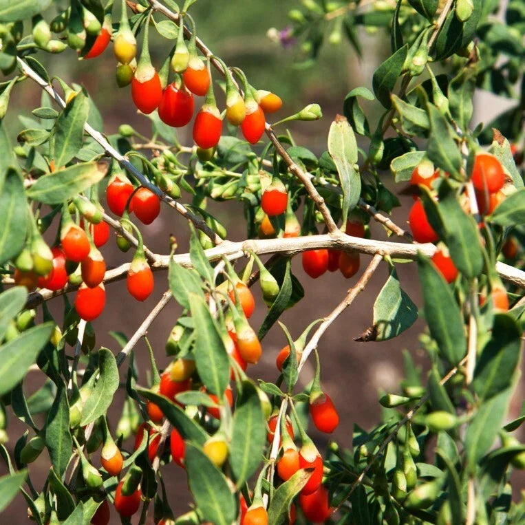 Goji Berry Seeds Pack of 20 | Lycium barbarum | Chinese Superfruit, Perennial Shrub for Home Gardens