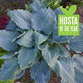 Hosta Diamond Lake 5.25" Pot - Perennial Shade Plant | Proven Winners