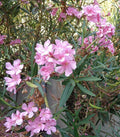 Oleander Live Plant Cuttings 7" Pink Nerium oleander for Propagation, Garden, Container, Hedge