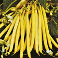 Pencil Pod Yellow Wax Bean Seeds - Heirloom Green Beans - Vegetable Seeds for Home Gardens - Phaseolus vulgaris