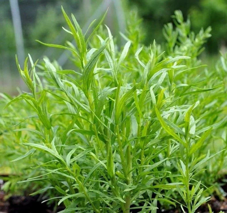 Russian Tarragon Herb Seeds - Non-GMO, Artemisia dracunculus, Culinary Herb, Bushy Growth, Multiple Size Options