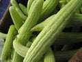 Armenian Cucumber Seeds - Metki Pale, White Serpent, Non-GMO, Burpless, Heirloom Seeds for Gardening, Vining, Salad Crops