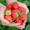 Everbearing Strawberry Roots - Bare Root Plants, Evie Variety, Fragaria × ananassa, Continuous Fruit Production
