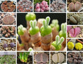 Mixed Succulent Seeds Pack - 100 Seeds for Indoor & Outdoor Gardening - Assorted Colors & Textures - Easy to Grow