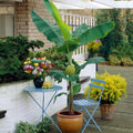 Organic Banana Plant Starter Gran Nain Variety Musa Live Plant
