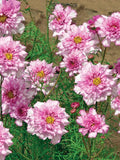 Double Click Bicolor Rose Cosmos Seeds - 200+ Pack, Cosmos bipinnatus, Vibrant Garden Flowers for Borders & Containers