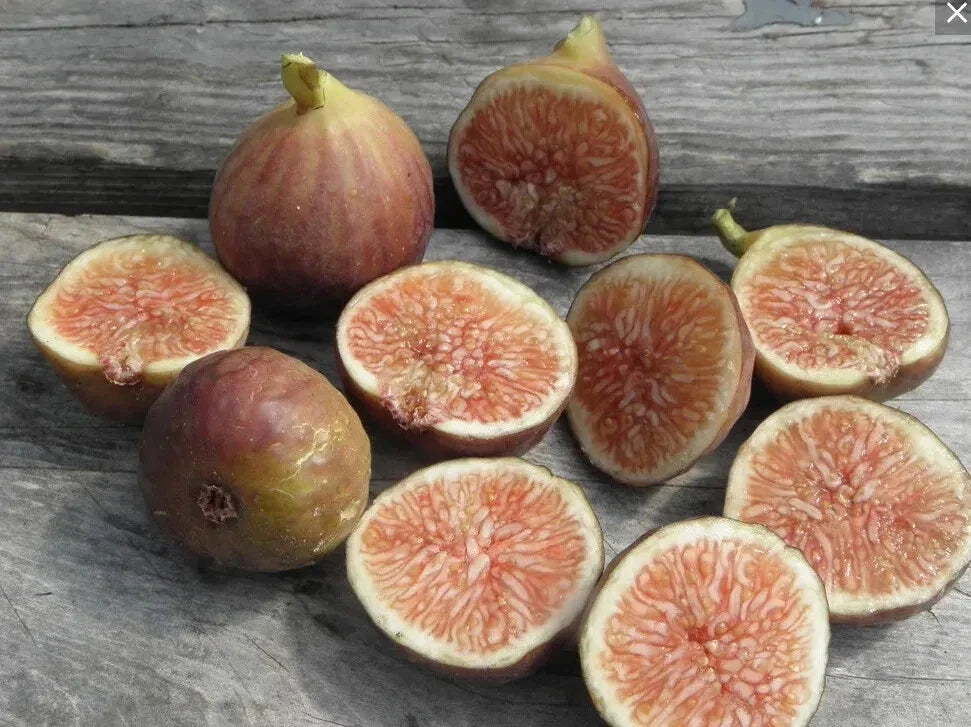 Florea Fig Seeds – 100+ Ficus carica Fruit Tree Seeds for Garden Planting, Non-GMO, USA Free Shipping