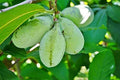 Paw Paw Tree Seeds – Edible Fruit Tree, Asimina triloba, 6 Seeds for Growing in USDA Zones 5-8
