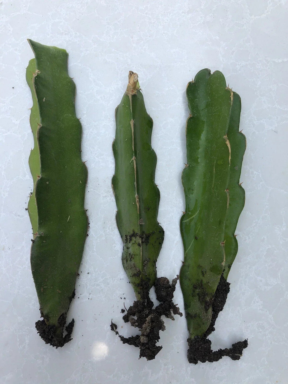 3pcs Live White Dragon Fruit Cuttings with Roots - Hylocereus undatus - Ready to Plant