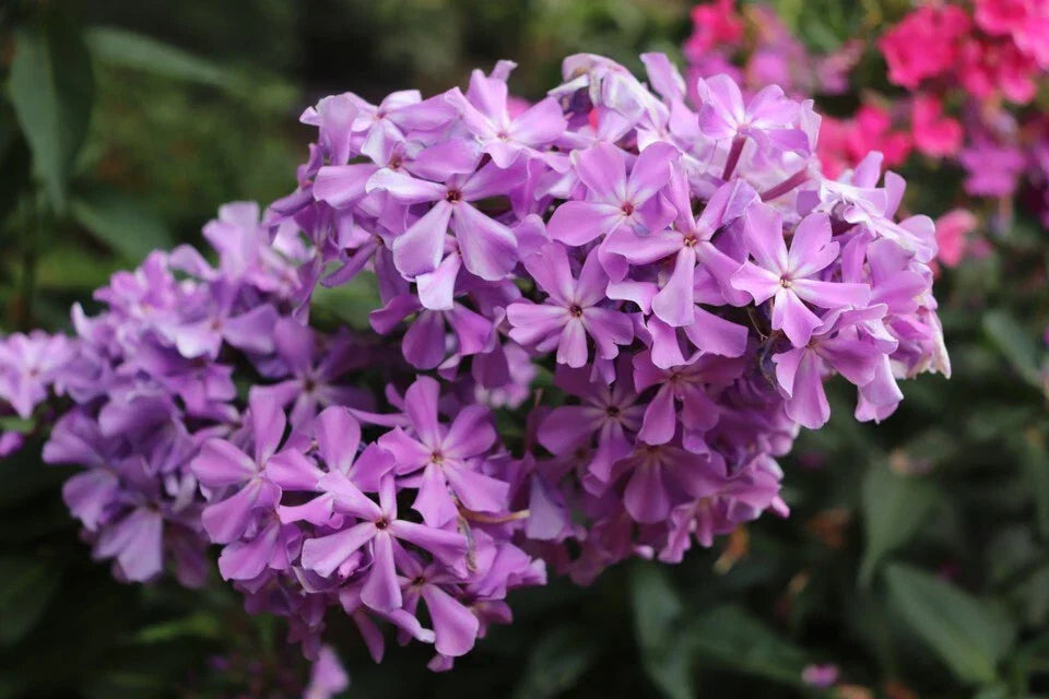David's Lavender Phlox Seeds - 100+ Pack, Perennial Garden Plant, Phlox paniculata, Lavender Flowers, Butterfly Attractant