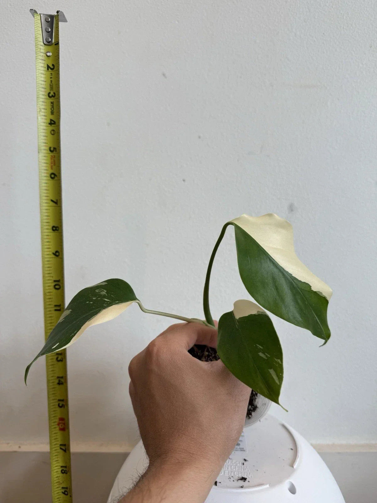 Rooted Variegated Monstera Albo Borsigiana Plant – Tropical Houseplant in 6-Inch Pot, Rare Monstera Deliciosa Albo Variegation