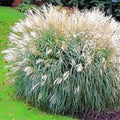 Adagio Ornamental Grass - 3 Clumps - Spouting Miscanthus sinensis 'Adagio' for Borders, Garden Beds & Privacy Screens