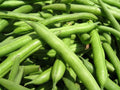 Green Bean Seeds - Jade Green Variety - Phaseolus vulgaris - Bush Planting Seeds for Home Garden