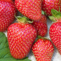 Allstar Junebearing Strawberry Plants - Lot of 25, Fragaria × ananassa, High Yield, Sweet Berries, Resistant Varieties