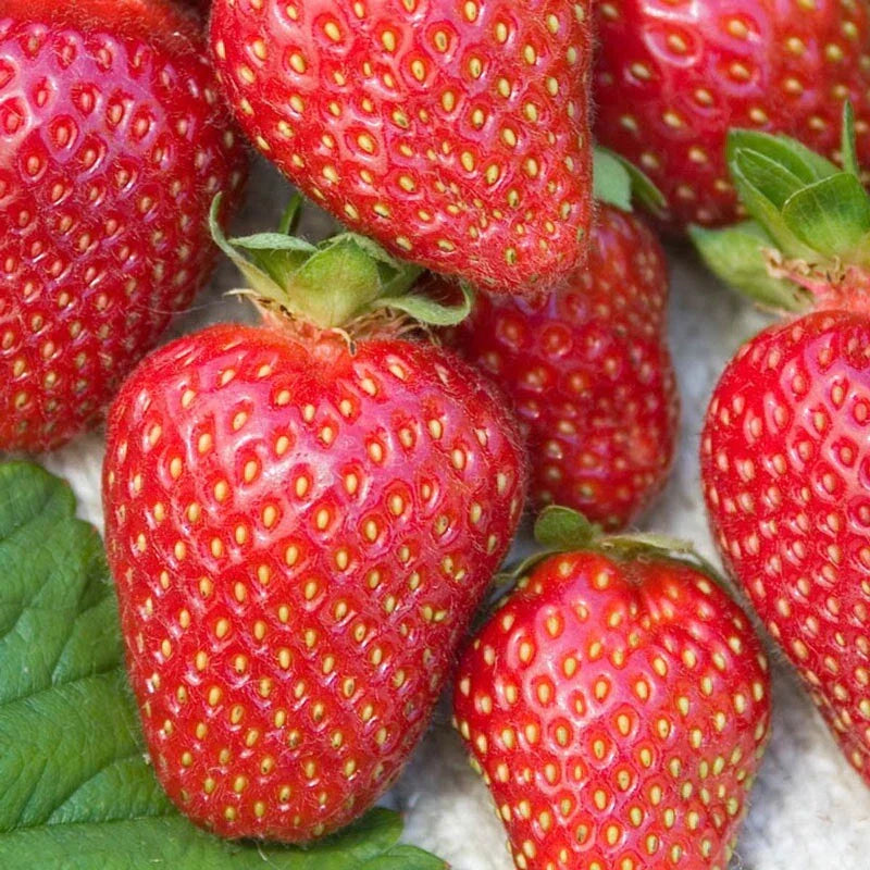 Allstar Junebearing Strawberry Plants - Lot of 25, Fragaria × ananassa, High Yield, Sweet Berries, Resistant Varieties