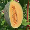 Cantaloupe Seeds Pack 200+ Non-GMO Vine Fruit Seeds Cucumis melo for Home Garden