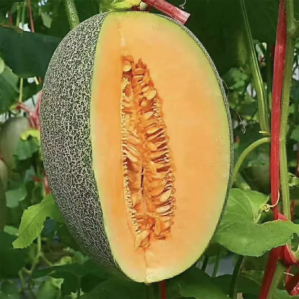 Cantaloupe Seeds Pack 200+ Non-GMO Vine Fruit Seeds Cucumis melo for Home Garden