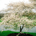 Serviceberry Live Plant Set of 2, 16-24 Inches, Amelanchier arborea, Tall Shrub with White Flowers & Reddish-Purple Berries