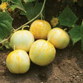 Lemon Cucumber Seeds - Budamkaya Variety, Burpless, Non-GMO, Heirloom, Organic Gardening Supplies