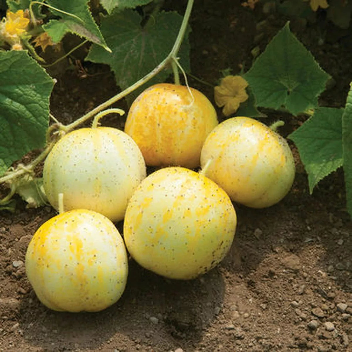 Lemon Cucumber Seeds - Budamkaya Variety, Burpless, Non-GMO, Heirloom, Organic Gardening Supplies