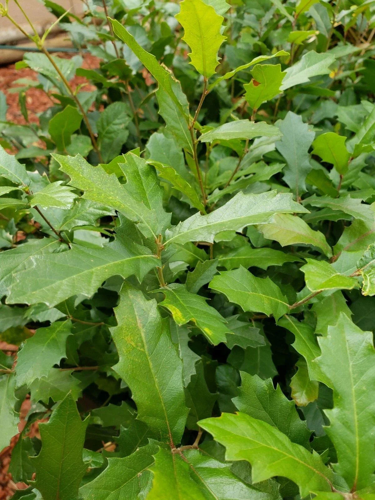 15 Acorns Quercus Ilex Holly Holm Oak Seeds for Planting Mediterranean Evergreen Tree