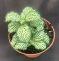 Fittonia White Tiger Houseplant - 3" Rooted Fittonia albivenis Indoor Plant for Low-Light Spaces