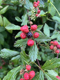 Bare Root Wild Blackberries Plants – Rubus fruticosus – Organic Berry Bushes for Home Garden, Edible Landscaping, Juicy Berries