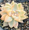 Graptopetalum paraguayense 'Jester' Succulent Plant - 2" Potted Variegated Foliage for Indoor & Outdoor Gardens