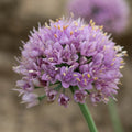 Allium Blue Eddy Ornamental Onion Plant - 5.25 Inch Pot - Perennial with Purple Globe Flowers - Allium caeruleum