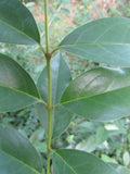 Japanese Privet Cuttings - Ligustrum japonicum Evergreen Shrub, 6-8" Long, Hedging, Fast-Growing, Privacy Plant