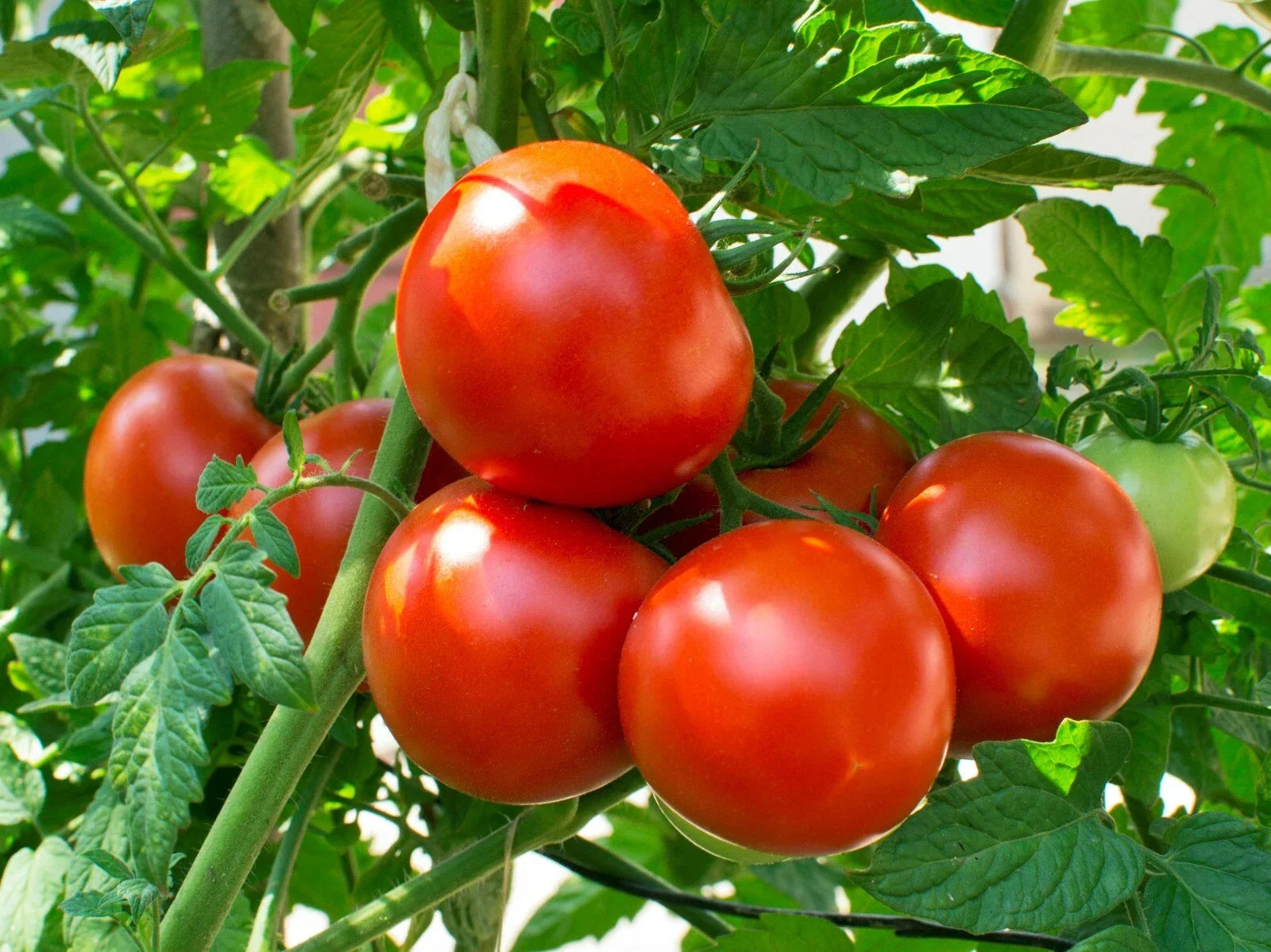 Heat Tolerant Tomato Seeds - Homestead Variety - Solanum lycopersicum - 25 Pack for Warm Climates