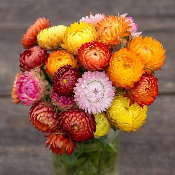 Strawflower Seeds - 200+ Non-GMO Flower Seeds for Planting - Vibrant Dried Flowers - Helichrysum bracteatum