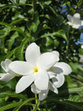 Bridal Bouquet Plumeria Plant Cuttings – 4 Fresh Frangipani Cuttings 8-12 Inches – Fragrant Tropical Flowers – Plumeria spp.