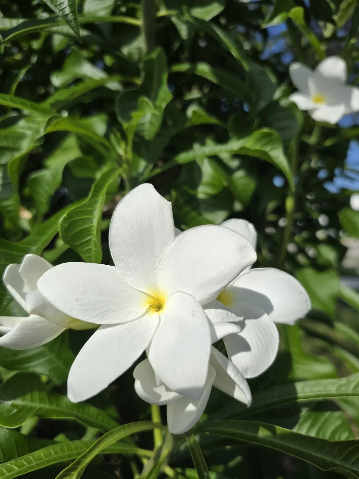 Bridal Bouquet Plumeria Plant Cuttings – 4 Fresh Frangipani Cuttings 8-12 Inches – Fragrant Tropical Flowers – Plumeria spp.