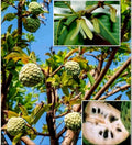 Cherimoya Seeds - 10 Pack, Custard Apple, Sugar Apple, Sweetsop, Annona cherimola, Tropical Fruit Tree for Planting