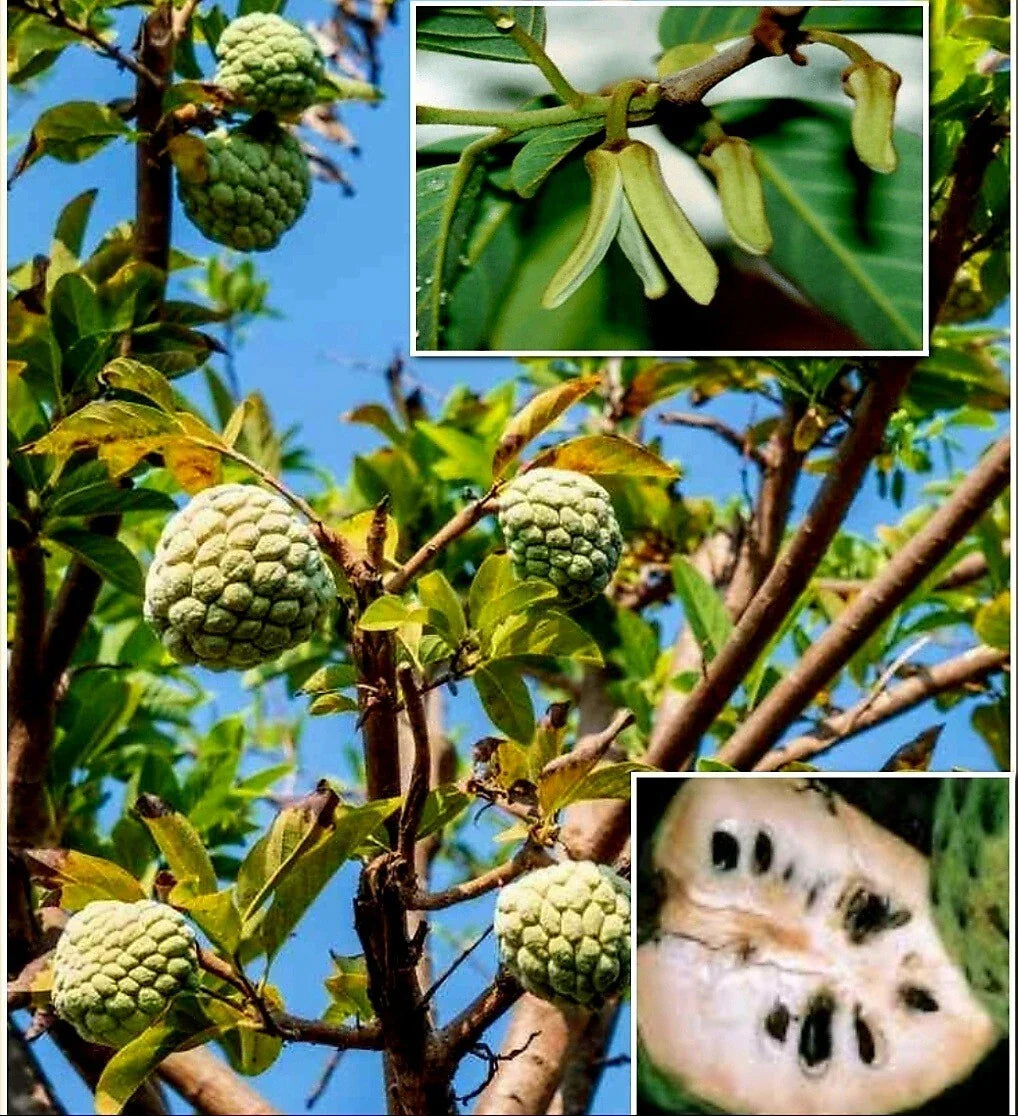 Cherimoya Seeds - 10 Pack, Custard Apple, Sugar Apple, Sweetsop, Annona cherimola, Tropical Fruit Tree for Planting
