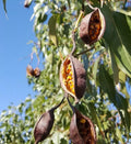 Australian Bottle Tree Seeds - 4 Pack Brachychiton populneus for Planting, Native Australian Tree Seed Pods