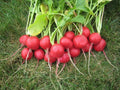 Champion Radish Seeds - Heirloom Organic Non-GMO Raphanus sativus Seed Pack, Fast-Growing, Crisp, 50+ Seeds