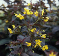 Firecracker Loosestrife Plants - 4 Bareroot Lysimachia Perennials for Hummingbird Attraction