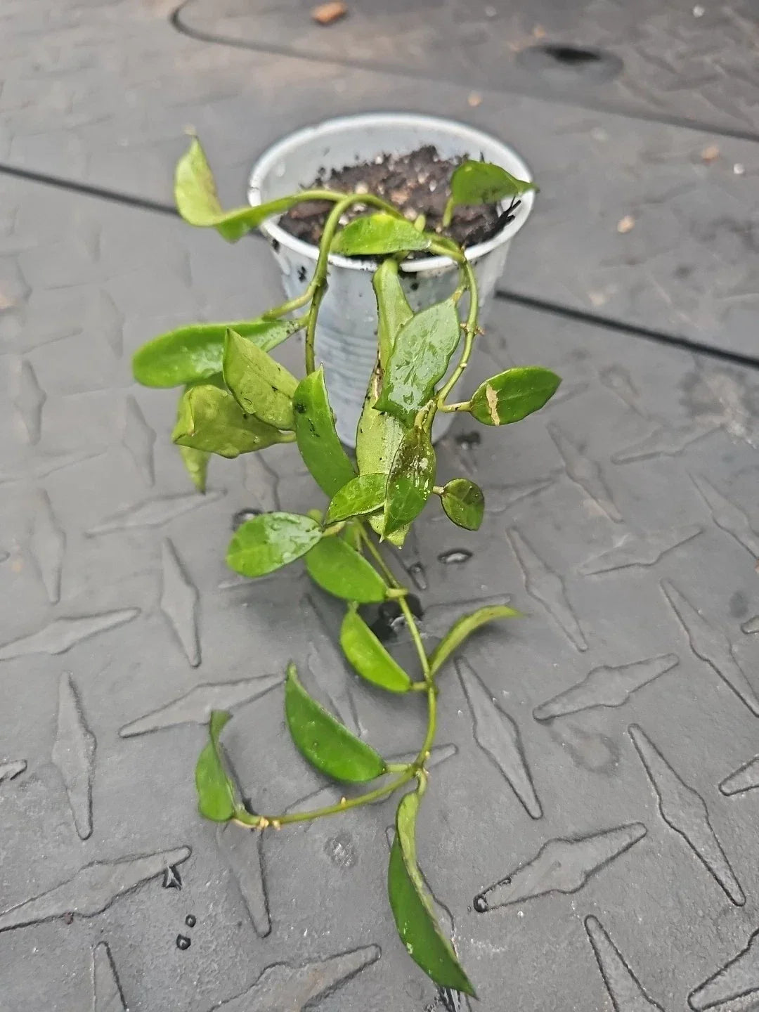 Hoya Lacunosa Tropical Wax Plant - 2.5" Pot, Fragrant Vining Houseplant, Waxy Leaves, Indoor Garden, Easy Care, Climbing or Trailing