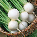 White Egg Turnip Seeds 1000 Non-GMO Brassica rapa Vegetable Seeds for Home Garden