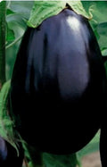 Black Beauty Eggplant Seeds - 200 Non-GMO Vegetable Seeds, Solanum melongena, Heirloom Variety for Home Gardening